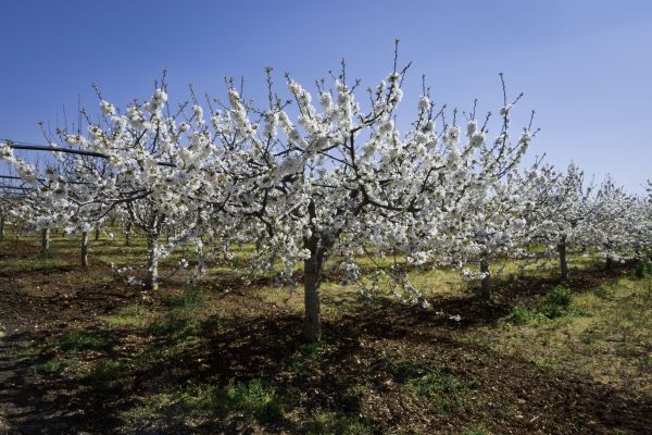 Orchard Pruning