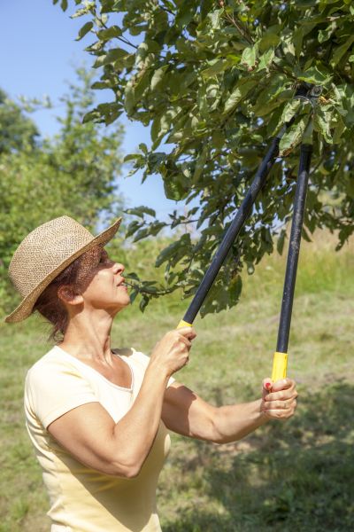 Orchard Tree Trimming